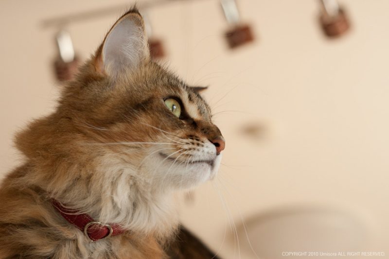 長毛種の猫ちゃんに人気の12mm幅の猫の首輪たち Umisora Topics