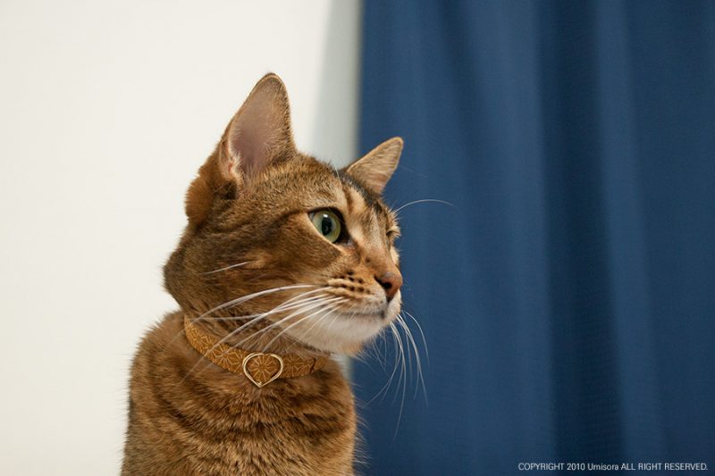 上品な和の雰囲気を演出する Asanoha(麻の葉)金茶の猫首輪