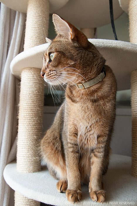 緞子の猫の首輪　若葉　モデル