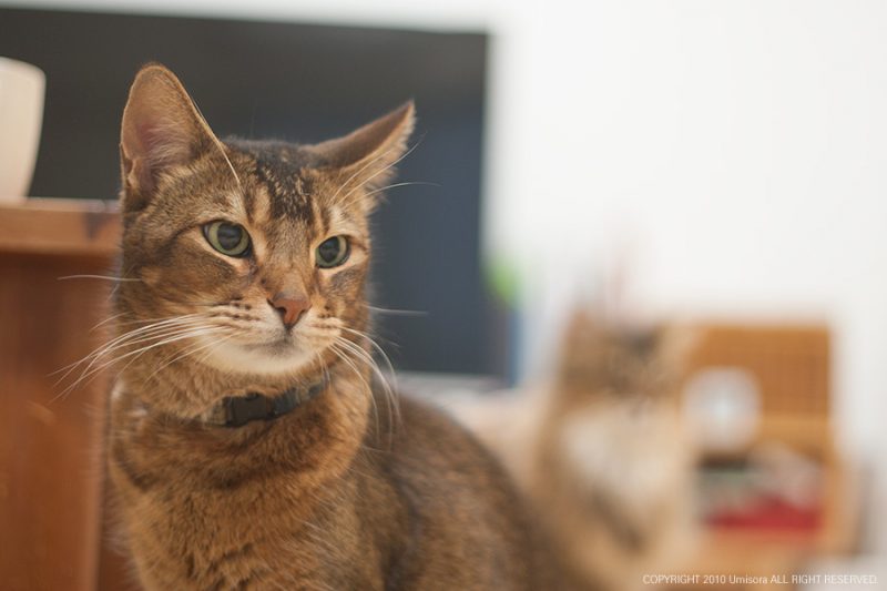 休日、早朝の猫。